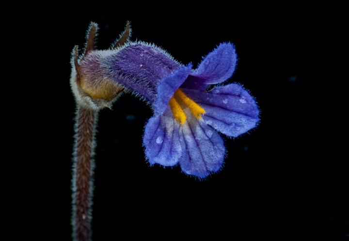 Naked Broomrape, Orobanche uniflora.jpg